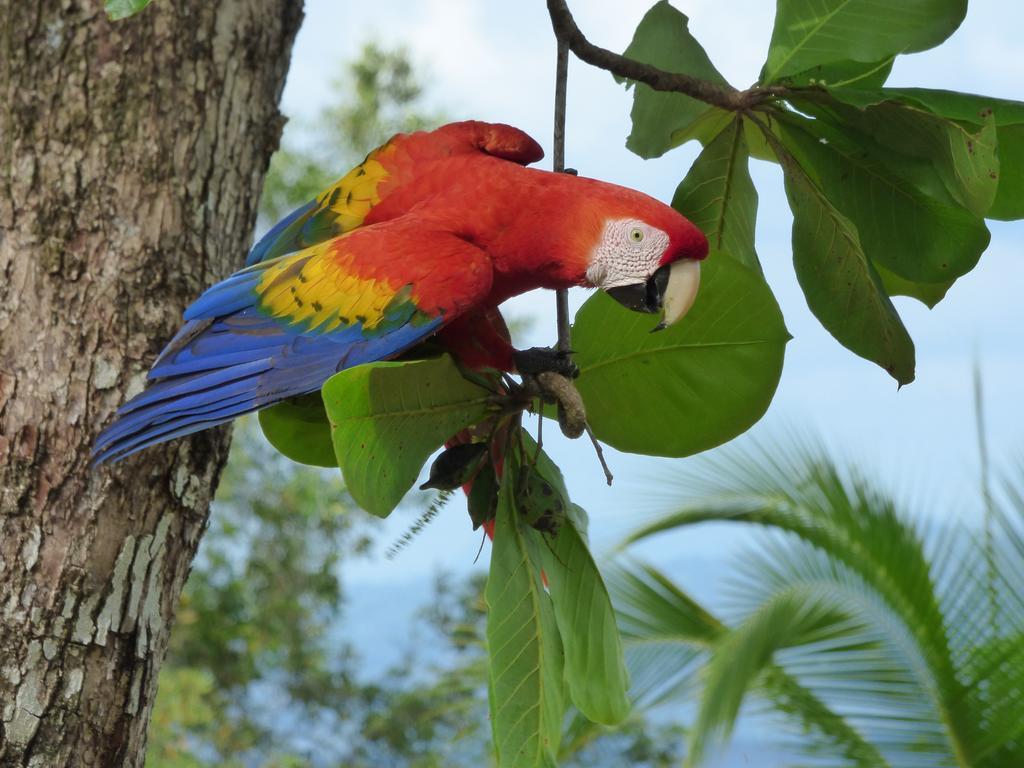 Corcovado Beach Lodge Пуерот-Хіменес Екстер'єр фото