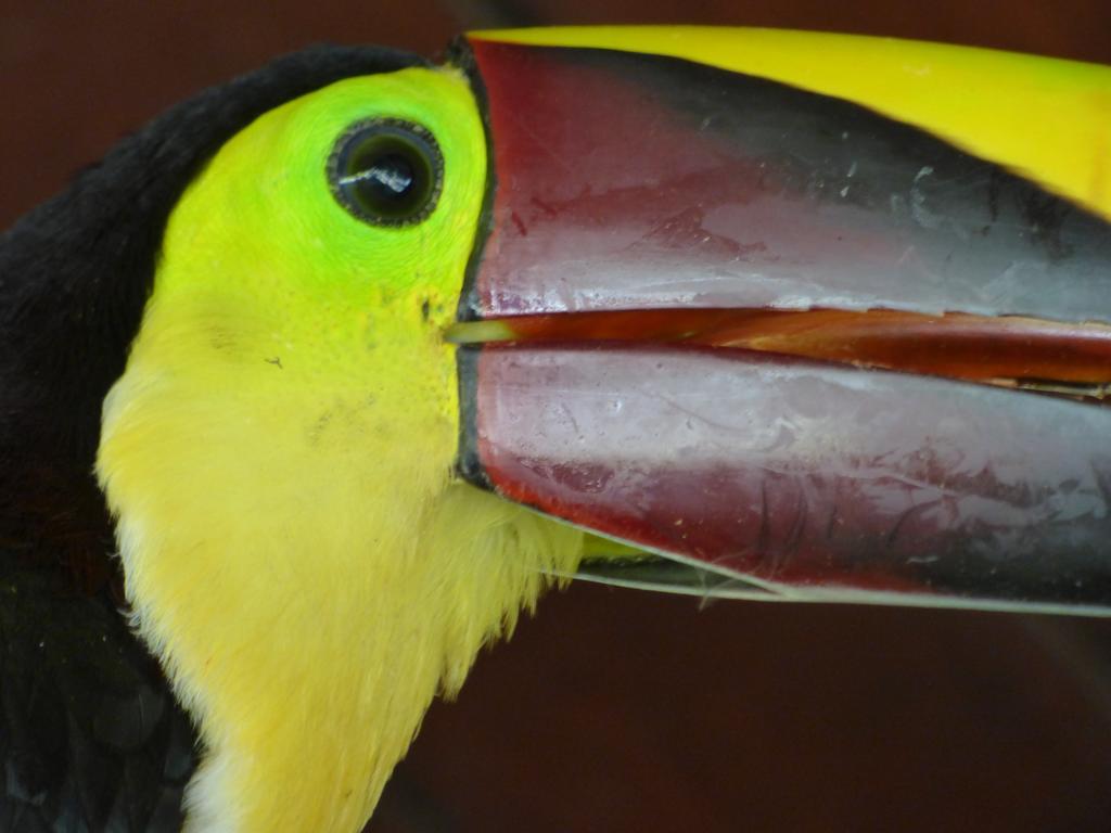 Corcovado Beach Lodge Пуерот-Хіменес Екстер'єр фото