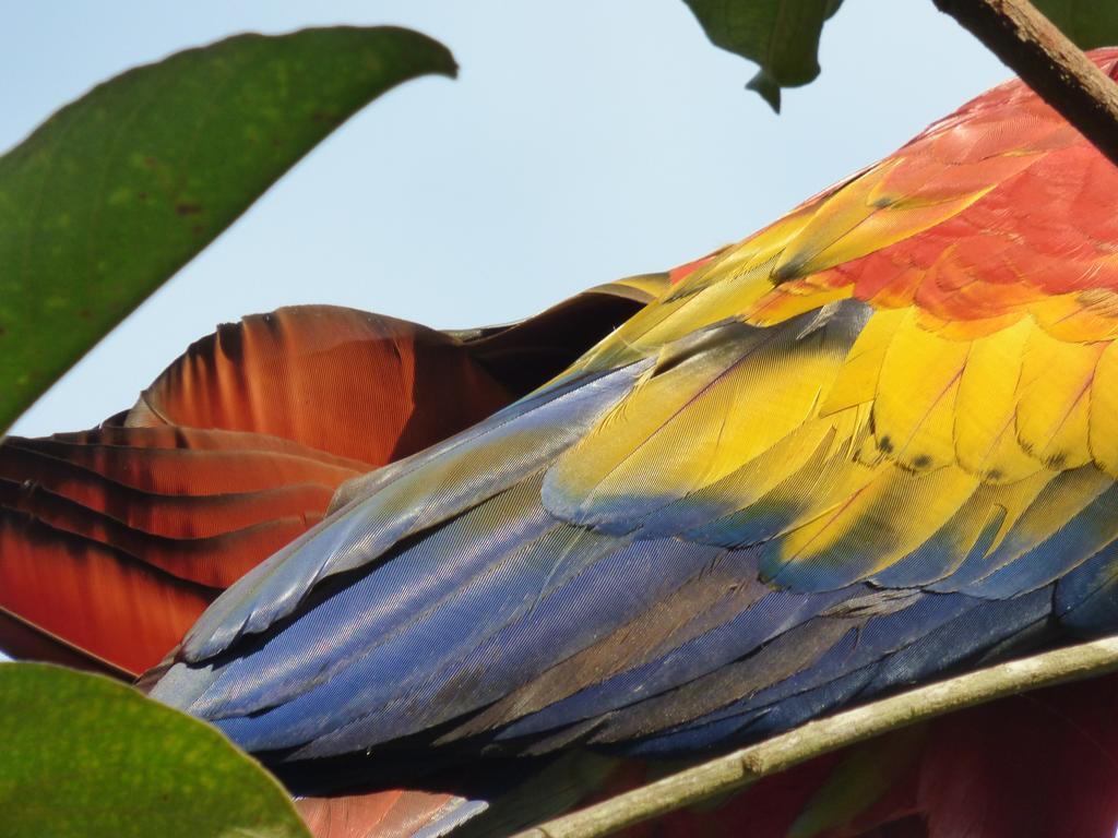 Corcovado Beach Lodge Пуерот-Хіменес Екстер'єр фото