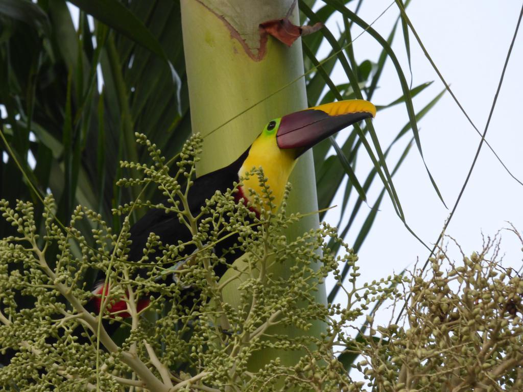 Corcovado Beach Lodge Пуерот-Хіменес Екстер'єр фото