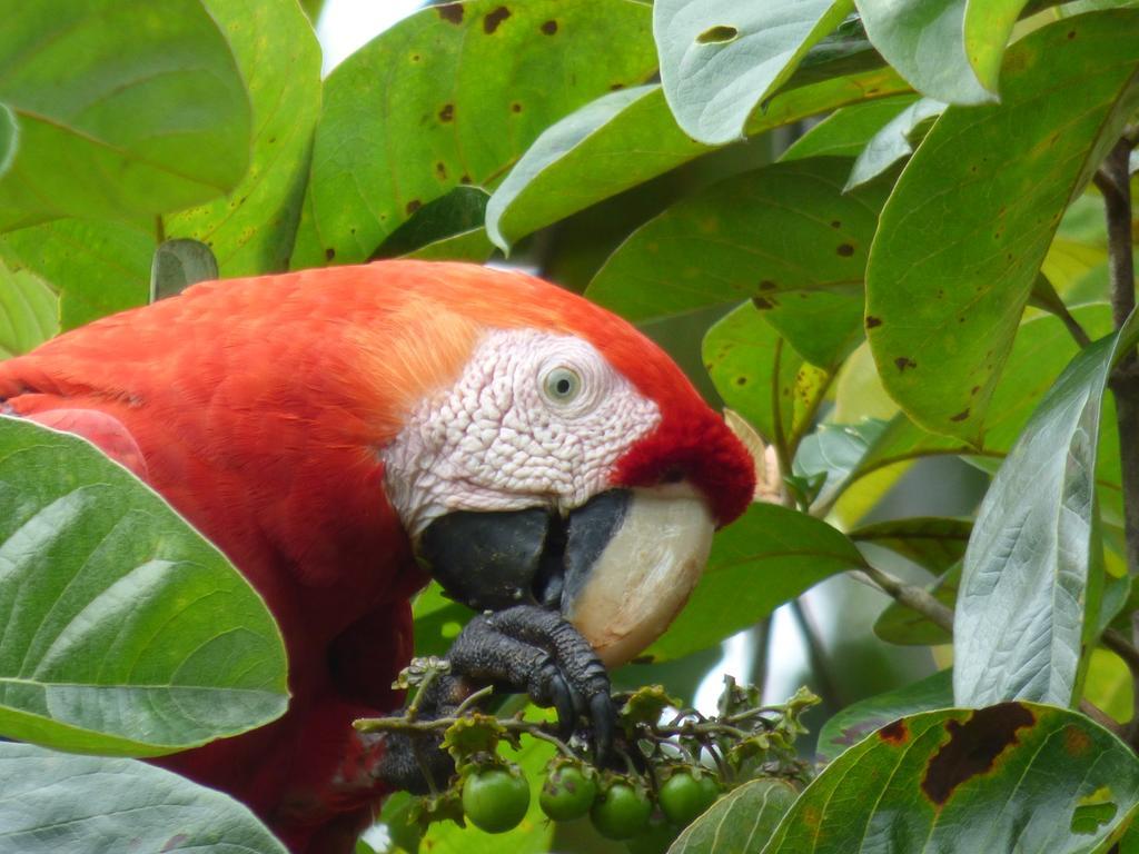 Corcovado Beach Lodge Пуерот-Хіменес Екстер'єр фото