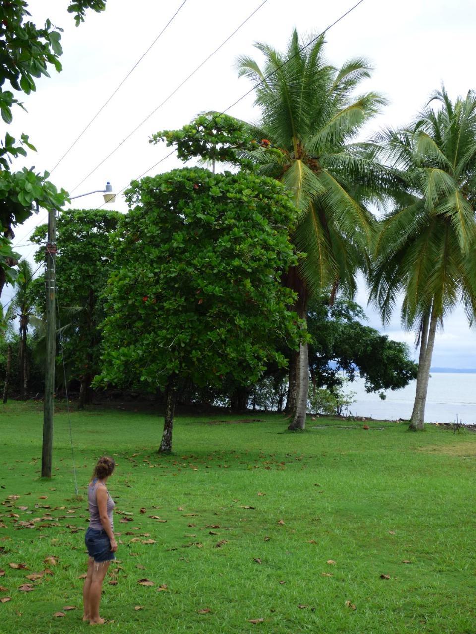 Corcovado Beach Lodge Пуерот-Хіменес Екстер'єр фото